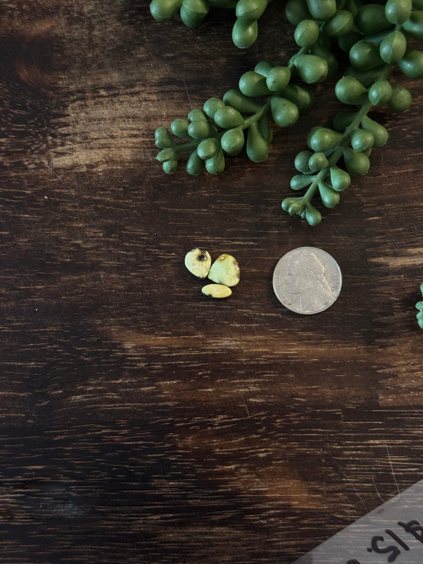 Palomino Variscite Cabs