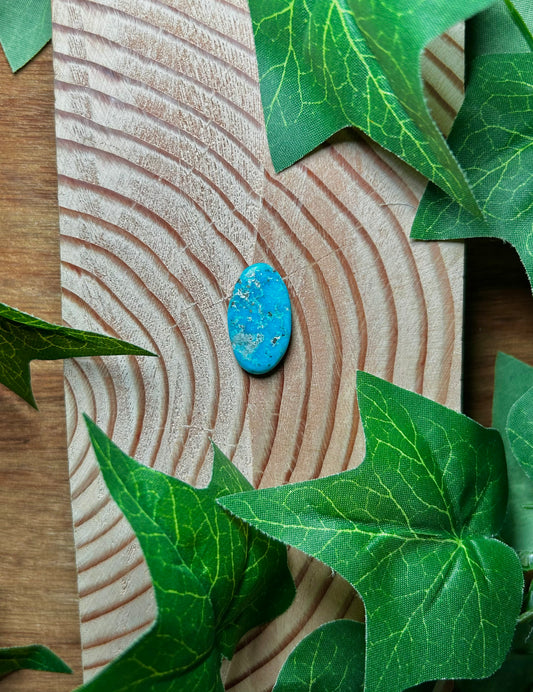 Blue Bird Turquoise Cabs