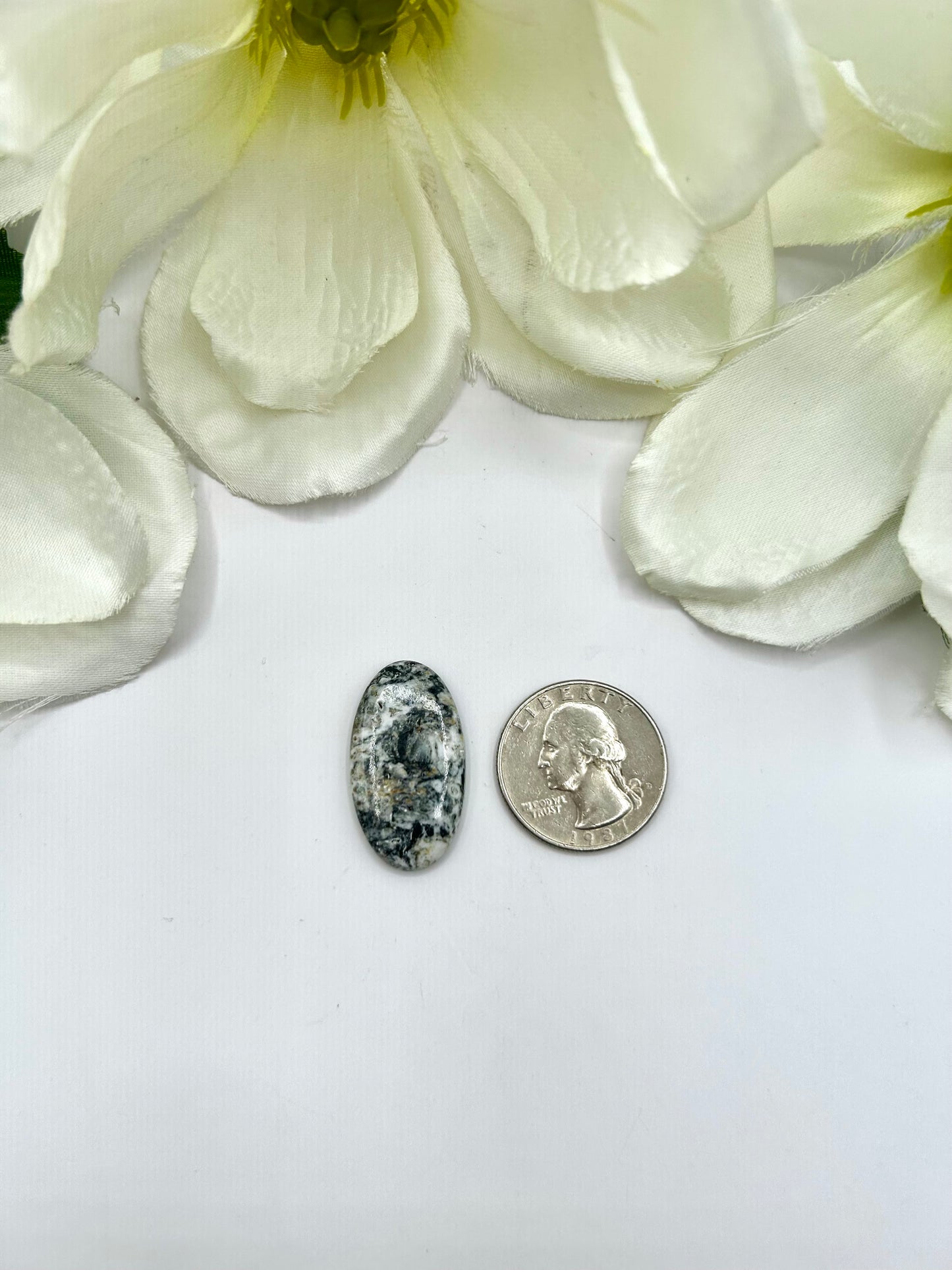 White Buffalo Cabs