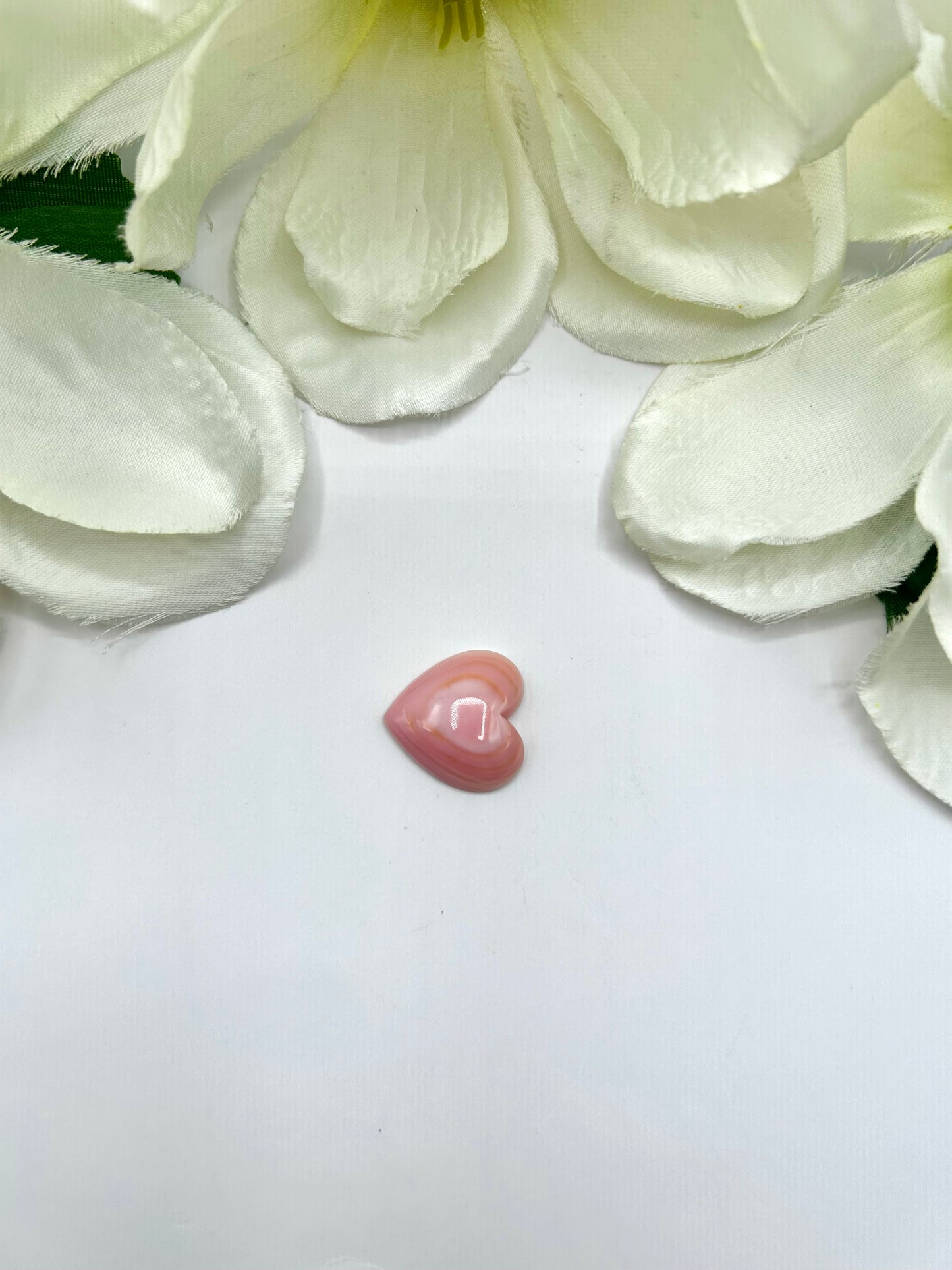 Pink Conch Cab