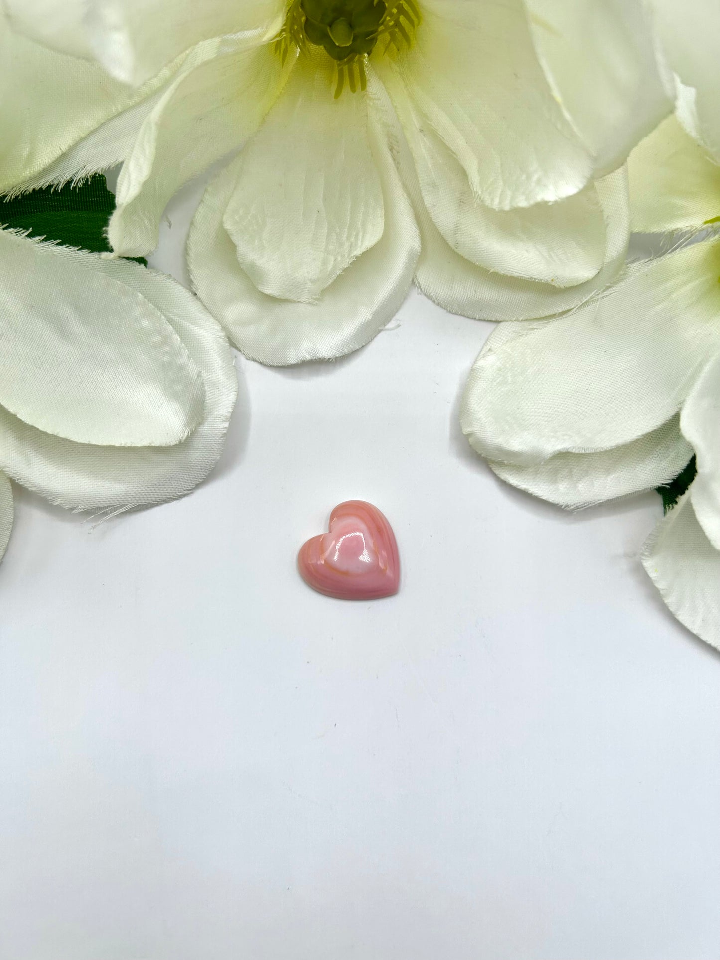 Pink Conch Cab