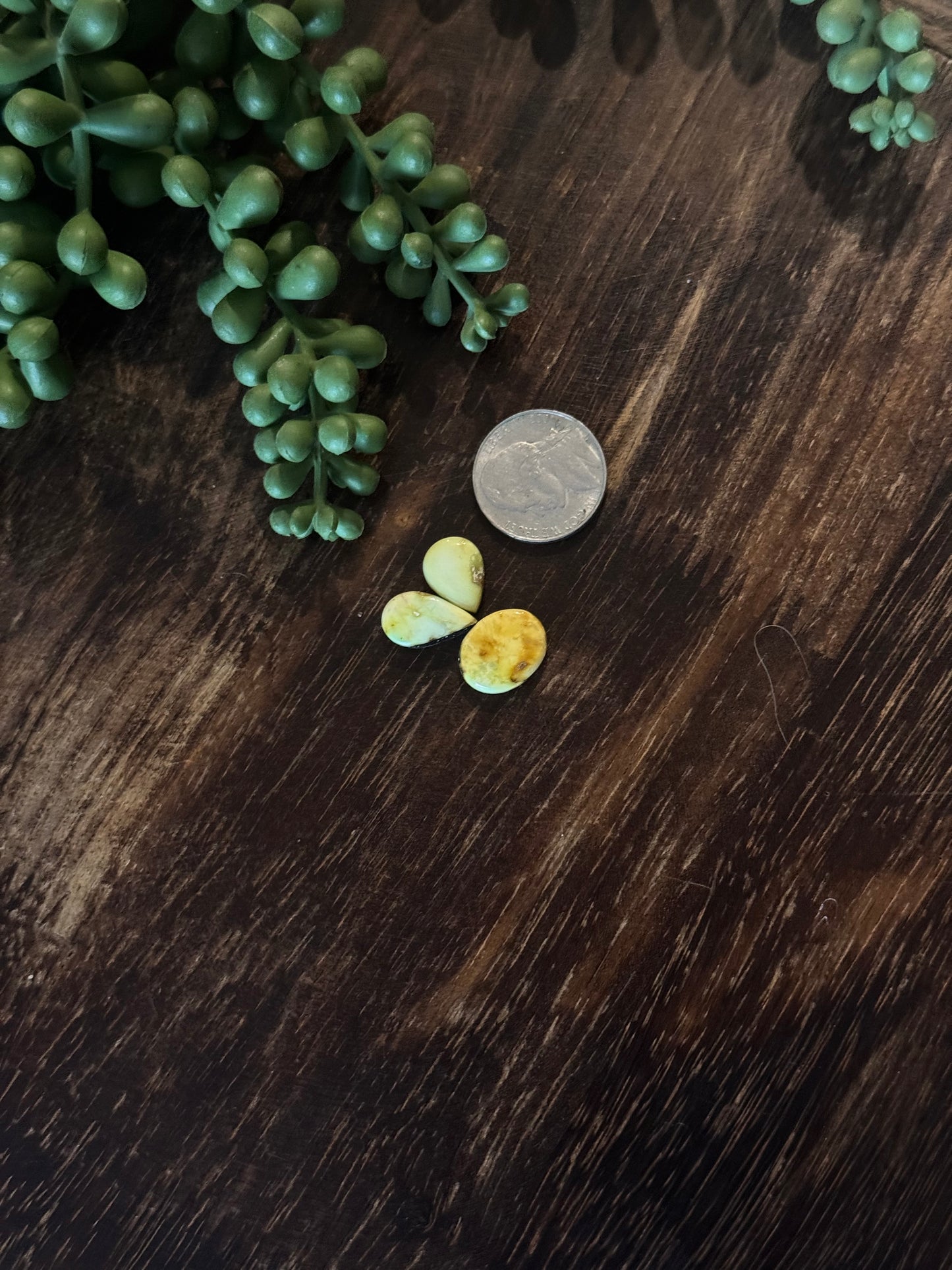 Palomino Variscite Cabs