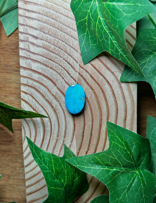 Blue Bird Turquoise Cabs
