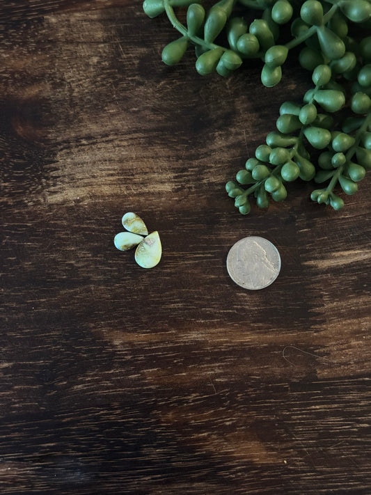 Palomino Variscite Cabs